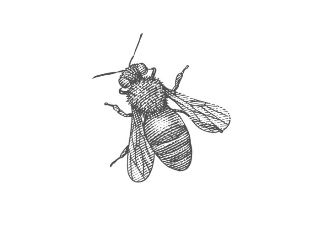 bee 3